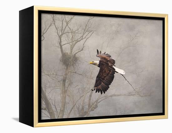 Starting over Bald Eagle-Jai Johnson-Framed Premier Image Canvas