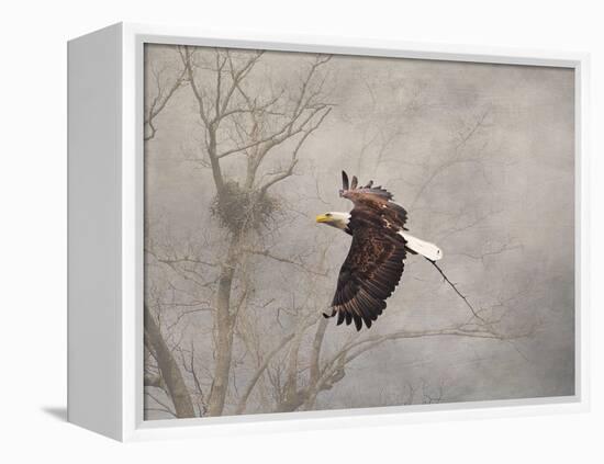 Starting over Bald Eagle-Jai Johnson-Framed Premier Image Canvas