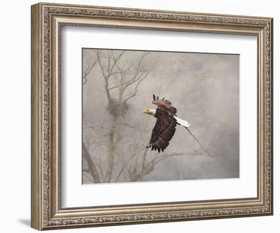 Starting over Bald Eagle-Jai Johnson-Framed Giclee Print