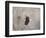 Starting over Bald Eagle-Jai Johnson-Framed Giclee Print