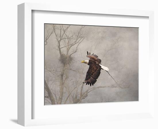 Starting over Bald Eagle-Jai Johnson-Framed Giclee Print