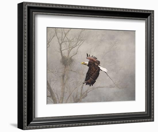 Starting over Bald Eagle-Jai Johnson-Framed Giclee Print