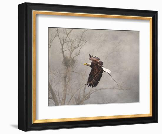 Starting over Bald Eagle-Jai Johnson-Framed Giclee Print