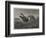 Startled-Harrison William Weir-Framed Giclee Print