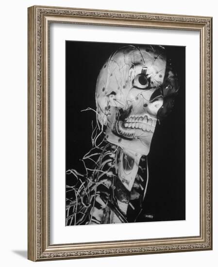 Startling Papier-Mache Model of Human Skull Exhibited by Clay-Adams Co-Margaret Bourke-White-Framed Photographic Print