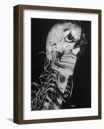 Startling Papier-Mache Model of Human Skull Exhibited by Clay-Adams Co-Margaret Bourke-White-Framed Photographic Print