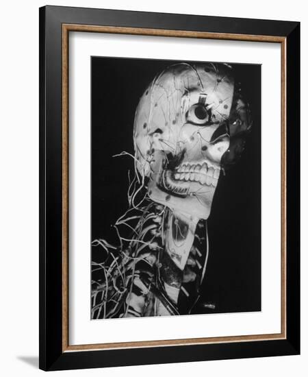 Startling Papier-Mache Model of Human Skull Exhibited by Clay-Adams Co-Margaret Bourke-White-Framed Photographic Print