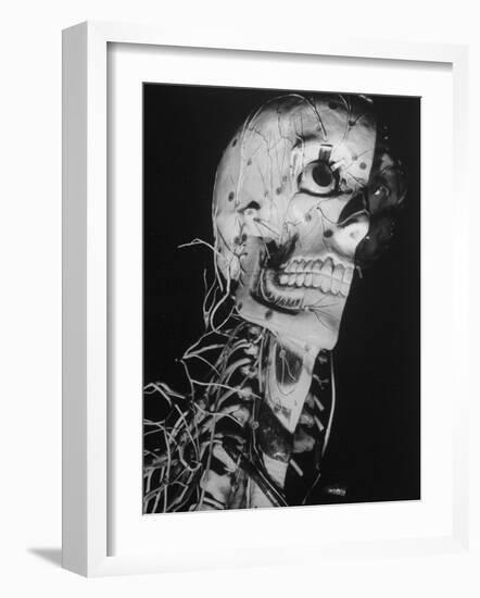 Startling Papier-Mache Model of Human Skull Exhibited by Clay-Adams Co-Margaret Bourke-White-Framed Photographic Print