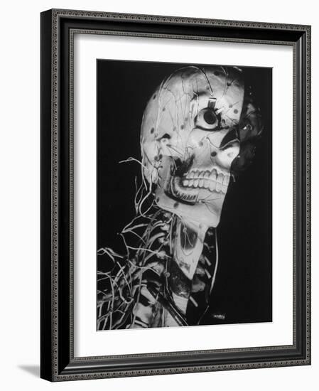 Startling Papier-Mache Model of Human Skull Exhibited by Clay-Adams Co-Margaret Bourke-White-Framed Photographic Print