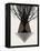 Startree Brown-null-Framed Stretched Canvas