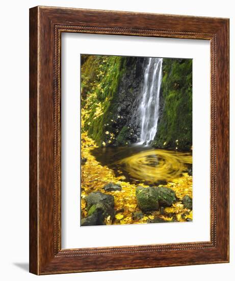 Starvation Creek Falls Creates a Maple Leaf Whirlpool on Water-Steve Terrill-Framed Photographic Print