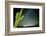 Stary Sky with Saguaro Cactus over Organ Pipe Cactus Nm, Arizona-Richard Wright-Framed Photographic Print