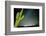 Stary Sky with Saguaro Cactus over Organ Pipe Cactus Nm, Arizona-Richard Wright-Framed Photographic Print