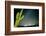 Stary Sky with Saguaro Cactus over Organ Pipe Cactus Nm, Arizona-Richard Wright-Framed Photographic Print