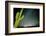 Stary Sky with Saguaro Cactus over Organ Pipe Cactus Nm, Arizona-Richard Wright-Framed Photographic Print