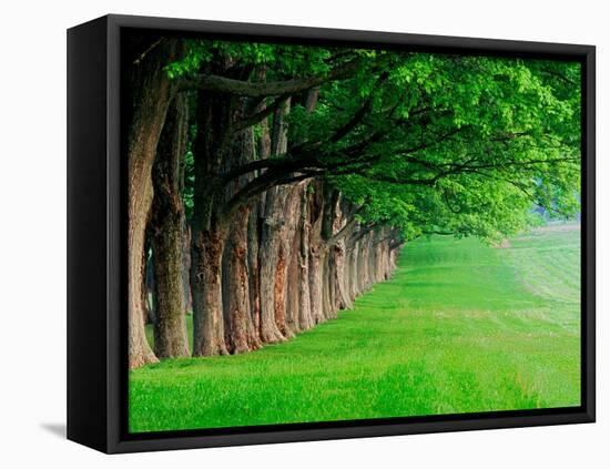 Stately Row of Trees, Louisville, Kentucky, USA-Adam Jones-Framed Premier Image Canvas