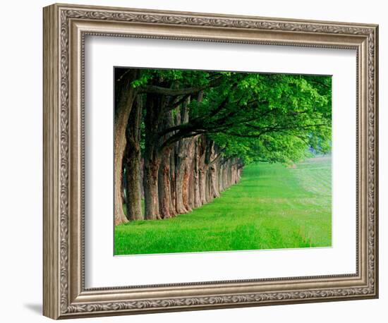 Stately Row of Trees, Louisville, Kentucky, USA-Adam Jones-Framed Photographic Print