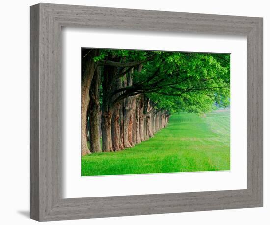 Stately Row of Trees, Louisville, Kentucky, USA-Adam Jones-Framed Photographic Print