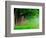 Stately Row of Trees, Louisville, Kentucky, USA-Adam Jones-Framed Photographic Print