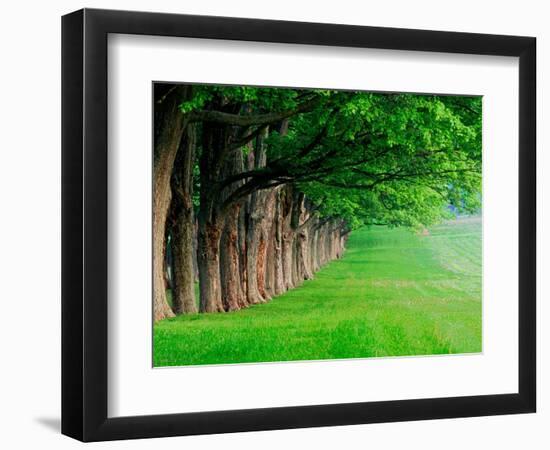 Stately Row of Trees, Louisville, Kentucky, USA-Adam Jones-Framed Photographic Print