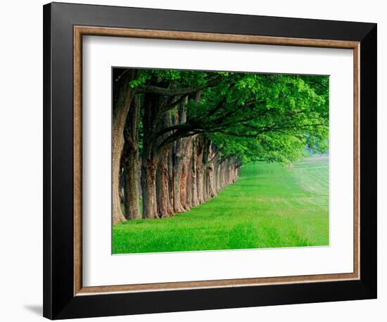 Stately Row of Trees, Louisville, Kentucky, USA-Adam Jones-Framed Photographic Print