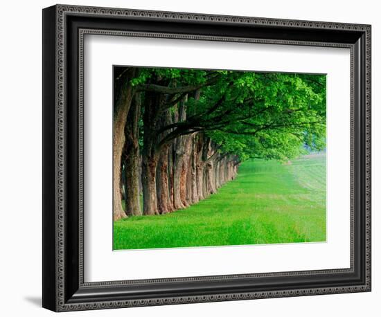 Stately Row of Trees, Louisville, Kentucky, USA-Adam Jones-Framed Photographic Print