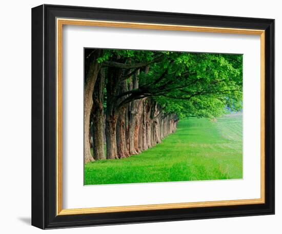 Stately Row of Trees, Louisville, Kentucky, USA-Adam Jones-Framed Photographic Print