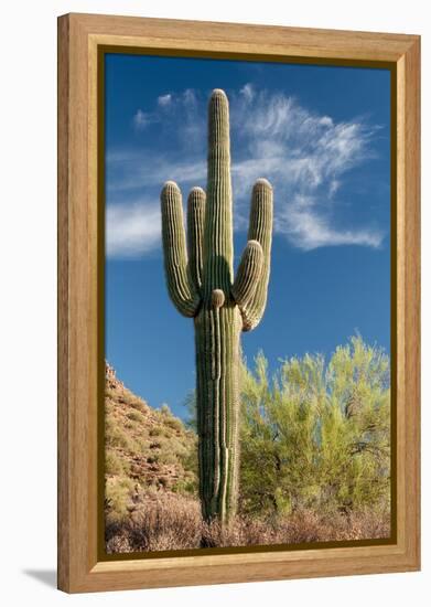 Stately Saguaro-raphoto-Framed Premier Image Canvas