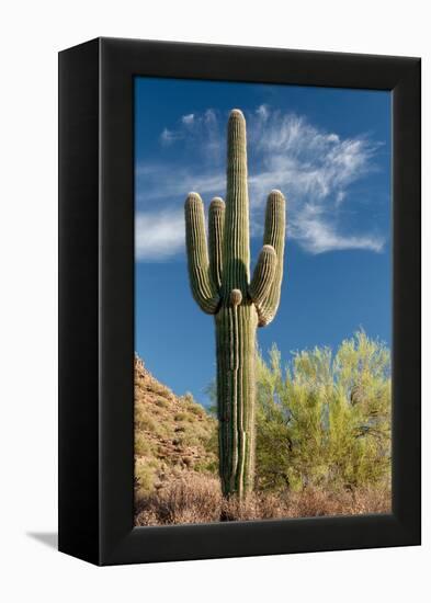 Stately Saguaro-raphoto-Framed Premier Image Canvas