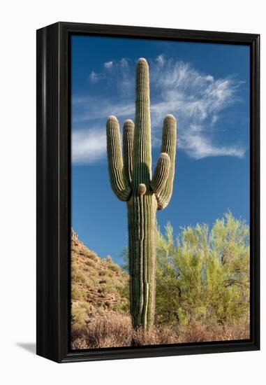 Stately Saguaro-raphoto-Framed Premier Image Canvas