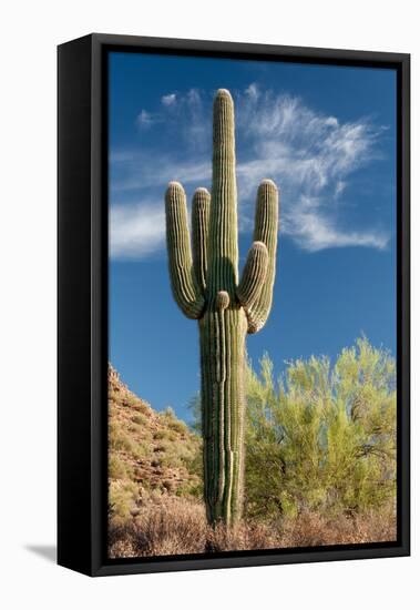 Stately Saguaro-raphoto-Framed Premier Image Canvas