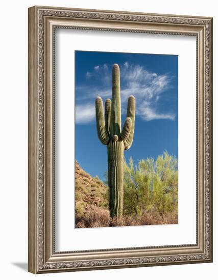 Stately Saguaro-raphoto-Framed Photographic Print