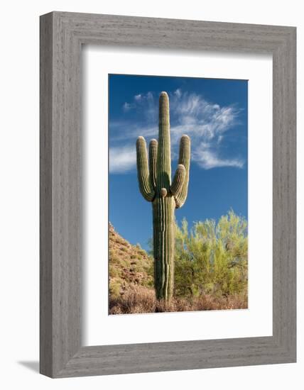 Stately Saguaro-raphoto-Framed Photographic Print