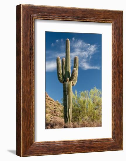 Stately Saguaro-raphoto-Framed Photographic Print