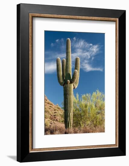 Stately Saguaro-raphoto-Framed Photographic Print