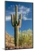 Stately Saguaro-raphoto-Mounted Photographic Print