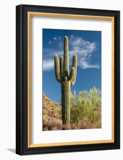 Stately Saguaro-raphoto-Framed Photographic Print