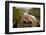 Stationary Viewer-Paul Souders-Framed Photographic Print