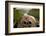 Stationary Viewer-Paul Souders-Framed Photographic Print