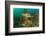 Statue in submerged Nymphaeum of Emperor Claudius, Italy-Franco Banfi-Framed Photographic Print