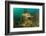 Statue in submerged Nymphaeum of Emperor Claudius, Italy-Franco Banfi-Framed Photographic Print