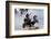 Statue of Boadicea, Westminster, London, England, United Kingdom-Walter Rawlings-Framed Photographic Print