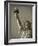 Statue of Liberty, New York City, USA-Jon Arnold-Framed Photographic Print