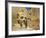 Statue of Ramses II and Obelisk, Luxor Temple, Luxor, Egypt, North Africa-Gavin Hellier-Framed Photographic Print