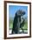 Statue of St. Francis of Assisi at the Viansa Winery, Sonoma County, California, USA-John Alves-Framed Photographic Print