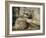 Statue of the Reclining Buddha, Attaining Nirvana, Gal Vihara, Polonnaruwa, Sri Lanka-Robert Harding-Framed Photographic Print