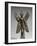 Statuette du Démon Pazuzu-null-Framed Giclee Print