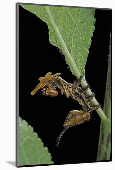 Stauropus Fagi (Lobster Moth, Lobster Prominent) - Caterpillar-Paul Starosta-Mounted Photographic Print