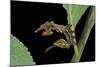 Stauropus Fagi (Lobster Moth, Lobster Prominent) - Caterpillar-Paul Starosta-Mounted Photographic Print