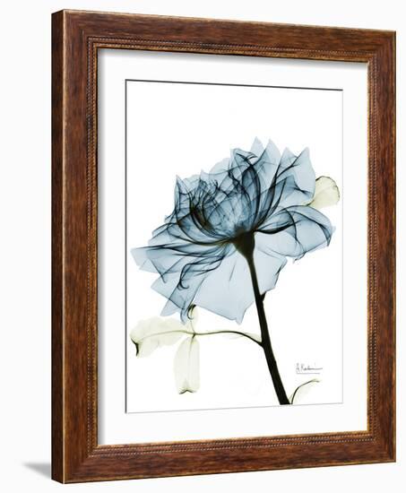 Steal Rose 2-Albert Koetsier-Framed Art Print